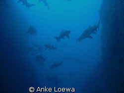 Sharks everywhere!!!
My favourite dive site. Good condit... by Anke Loewa 